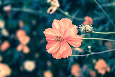 Vintage filtre, portakal çiçeği Bahçe, doğal nesnede yakından