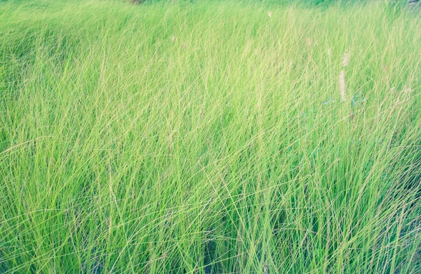 Закрыть зеленый цветок травы на земле — стоковое фото