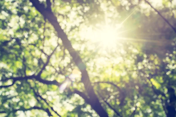 Rozmazané pozadí, při pohledu na slunce za větev stromu v parku, — Stock fotografie