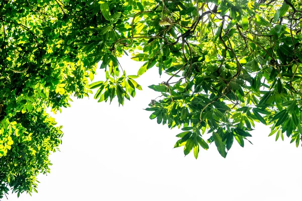 Mirando hacia arriba Hoja de árbol aislada sobre fondo blanco, naturaleza ob — Foto de Stock