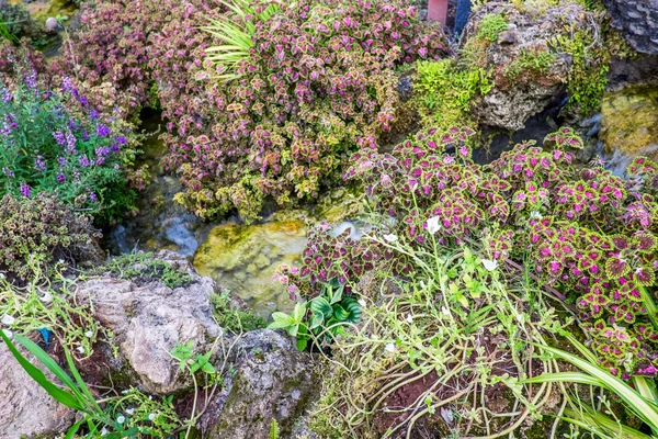 Tropischer Pflanzengarten am Bach — Stockfoto