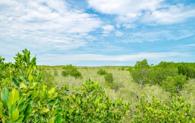 Yüksek doğal noktası mangrov orman mavi sk ile gelen üstten görünüm