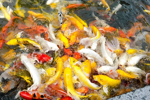 Peces koi en estanque, fondo natural colorido, color descolorido — Foto de Stock
