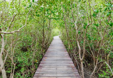 Wood boardwalk between Mangrove forest,Study nature trails clipart