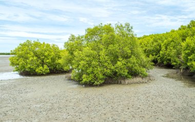Gökyüzü, çevre savi ile grup mangrov ağaç görünümünü manzara