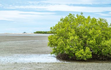 Gökyüzü, çevre savi ile grup mangrov ağaç görünümünü manzara