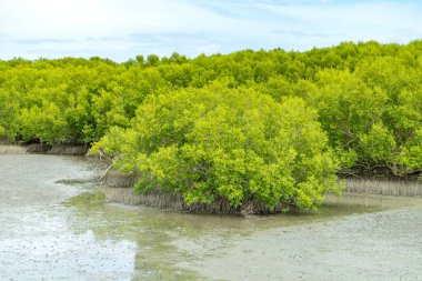 Gökyüzü, çevre savi ile grup mangrov ağaç görünümünü manzara