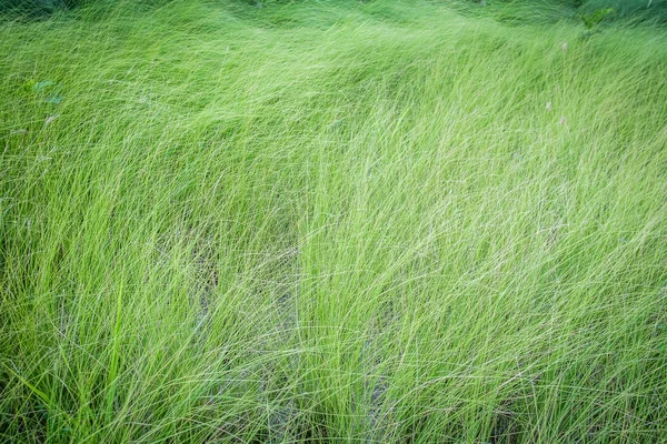 Nahaufnahme grüne Grasblume auf dem Boden — Stockfoto