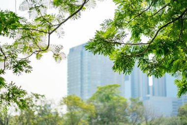 Şehir bina bulanıklık ile ön plan, ağaç dalı, seyir 