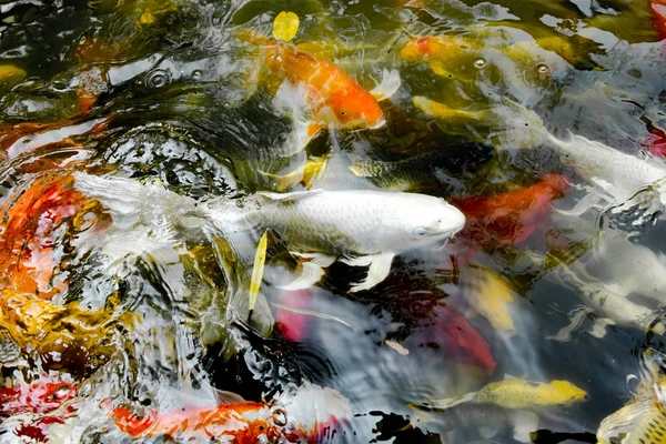 Filtro vintage: peces koi en estanque, fondo natural colorido, Fa — Foto de Stock