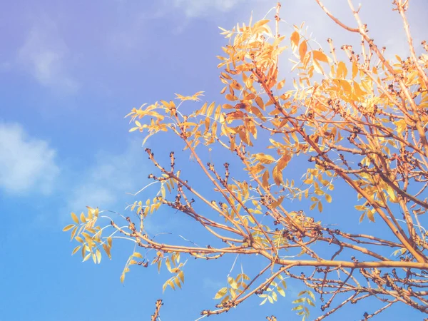 Close up Foglia d'acero autunnale su albero, autunno stagionale — Foto Stock