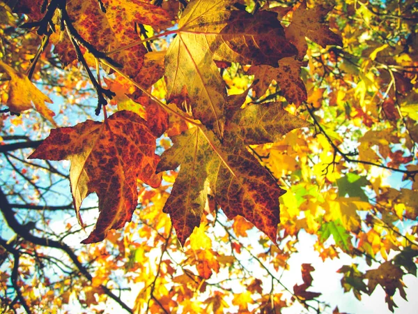 Закрыть осенний кленовый лист на дереве, осень сезонный — стоковое фото