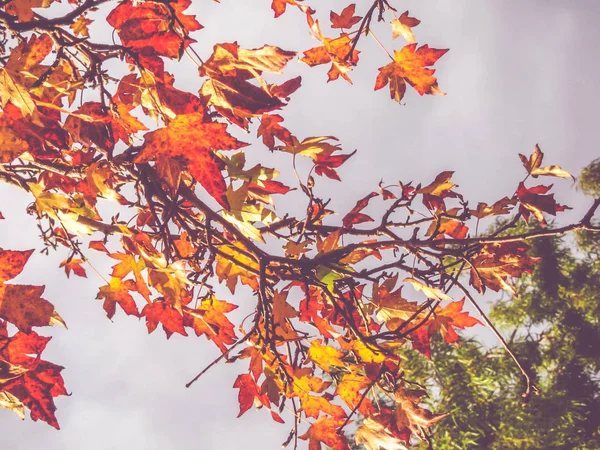Zbliżenie jesień klon liści na drzewie, wchodzą sezonowe — Zdjęcie stockowe