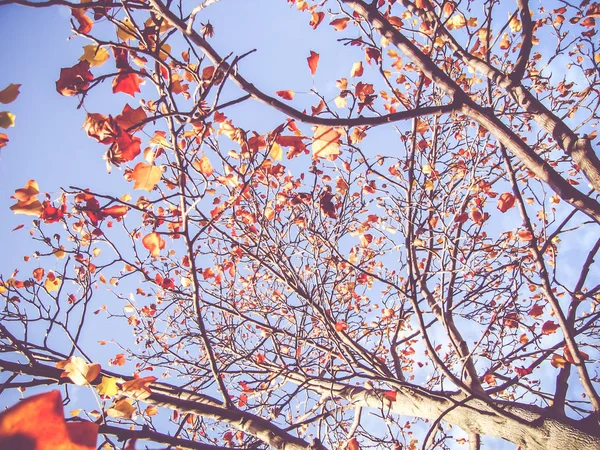 Закрыть осенний кленовый лист на дереве, осень сезонный — стоковое фото
