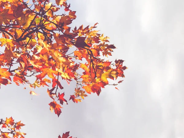 Close up Autumn maple leaf on tree,fall seasonal — Stock Photo, Image