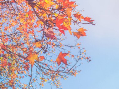 Sonbahar kadar yakın ağacın, akçaağaç yaprağı düşüş mevsimsel