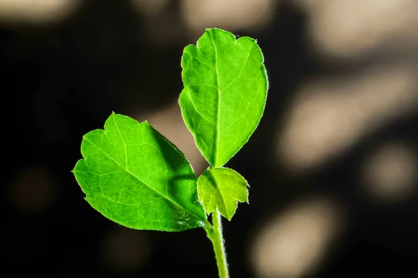 Close up foglia verde con ombra solare sullo sfondo, Eco conc — Foto Stock