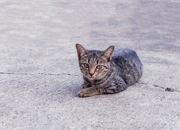 Preto Stray gatos no chão de concreto — Fotografia de Stock