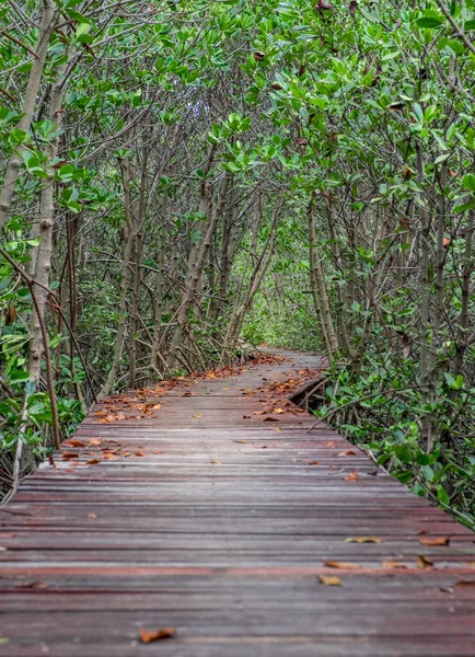 Mangrov orman, çalışma doğal yollar arasında ahşap tahta