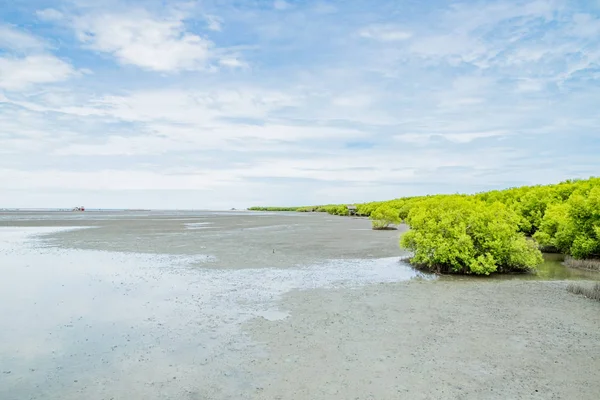 マングローブの森と青空の引き潮時の風景を見る, — ストック写真