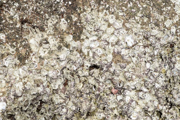 Закрыть поверхность ископаемых раковин в каменной текстуре на море — стоковое фото