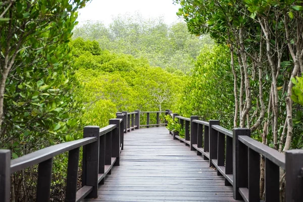 Wood boardwalk between Mangrove forest and blue sky ,Study natur — Stock Photo, Image