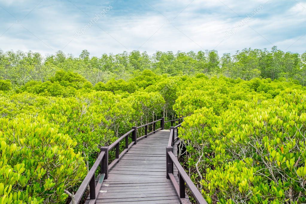 Wood boardwalk between Mangrove forest and blue sky ,Study natur