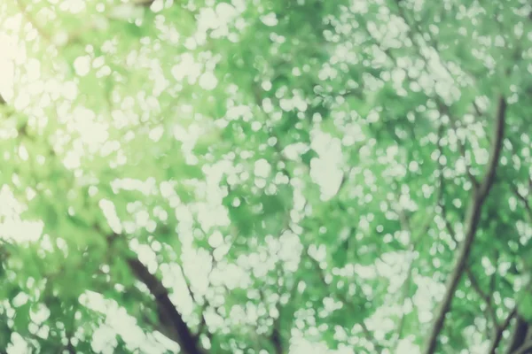 Onscherpe achtergrond, kijken op Tree Abstract Green bokeh ligh — Stockfoto