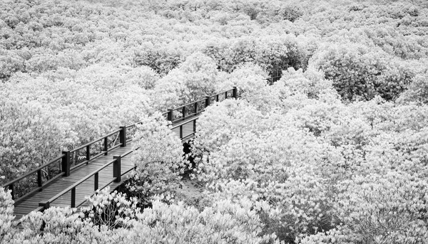 Ton noir et blanc de la promenade en bois entre la forêt de mangrove a — Photo