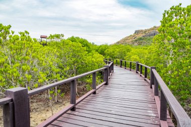 Mangrov orman ve mavi gökyüzü, çalışma natur arasında ahşap tahta