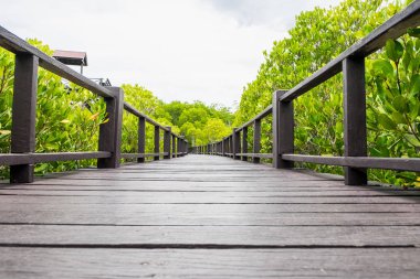 Mangrov orman içinde ahşap köprü (tahta) görüş açısı düşük ve