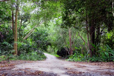 Yolun yeşil yağmur forest.natural manzara ba düşük açılı görünüş