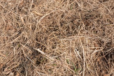 ground.nature doku zemin üzerine sarı saman üstten görünüm.