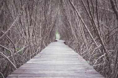 Ahşap tahta mangrov orman arasında doğal yollar, düşük eğitim bir