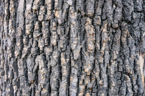 Rough tree bark texture background,natural surface backdrop. — Stock Photo, Image