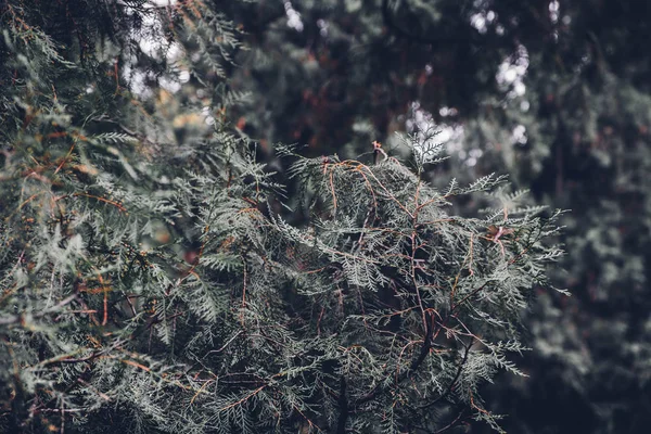 Close up green pine tree forest.nature outdoor forest — Stock Photo, Image