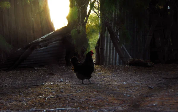 Gallina Una Granja Campo Con Reflejos Luz Atardecer — Stockfoto