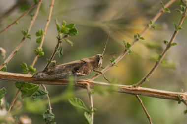 Kahverengi Çimen Hopper Bir Şubede.