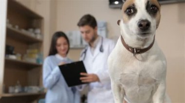 Köpek veteriner masaya oturur