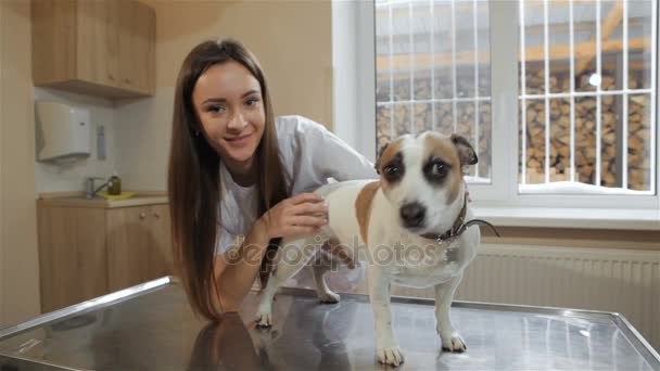 Female veterinarian prepares to check up the dog — Stock Video