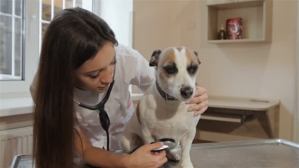 Vrouwelijke dierenarts gebruikt stethoscoop om te controleren de hond — Stockvideo