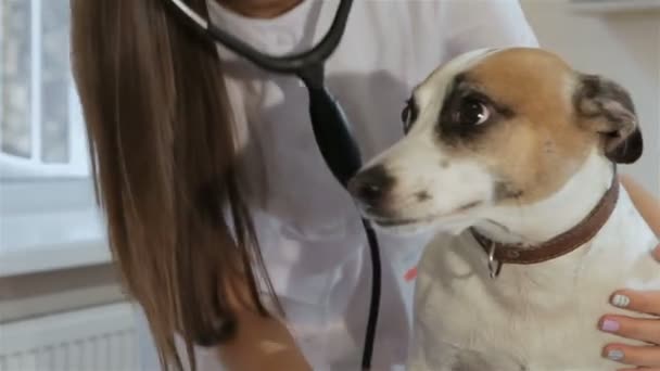Ženské veterinární lékař kontroluje dech psi