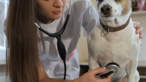 Femme vétérinaire pose près du chien — Video