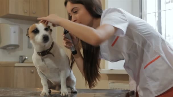 Female vet opens dogs ear by her hand — Stock Video