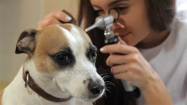 Ženské veterinární lékař při pohledu přes speciální lékařské nástroje — Stock video