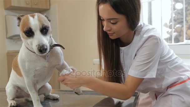 Veterinaria femminile bendaggi cani gamba — Video Stock