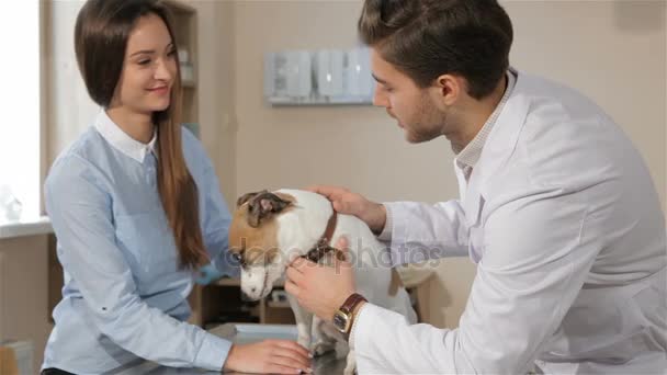 Мужчина-ветеринар спрашивает женщину о своем питомце — стоковое видео