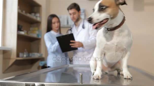 Cão salta para baixo da mesa do veterinário — Vídeo de Stock