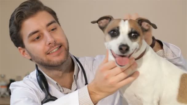 Mužské veterinární lékař při pohledu na psa — Stock video