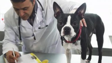 Çok güzel Boston terrier köpek veteriner Kliniği